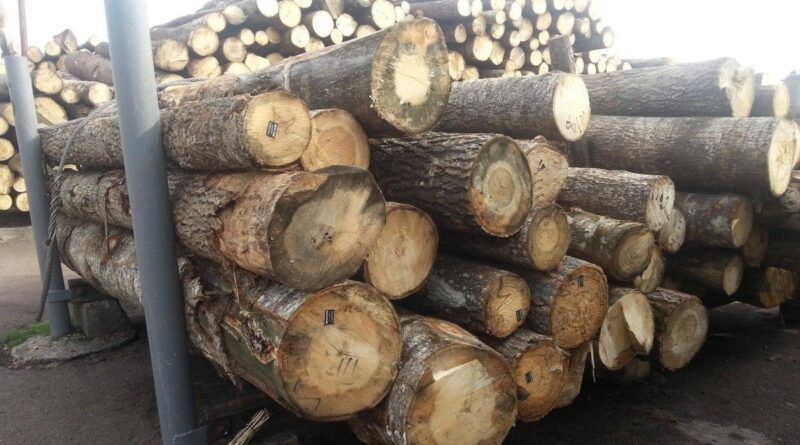 Угроза вырубки лесов в Украине врагом: в Кабмине указали на важный факт о продаже древесины