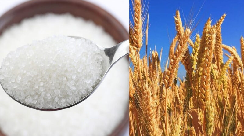 Россия вводит запрет на экспорт пшеницы и сахара в страны Евразийского союза