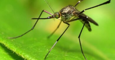 Москва заявляет, что комары из Грузии переносят в Россию инфекционные заболевания