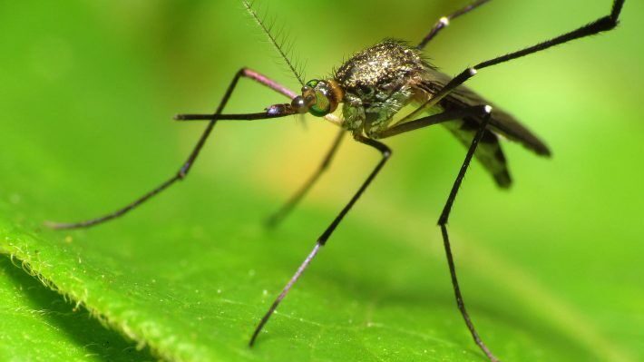 Москва заявляет, что комары из Грузии переносят в Россию инфекционные заболевания