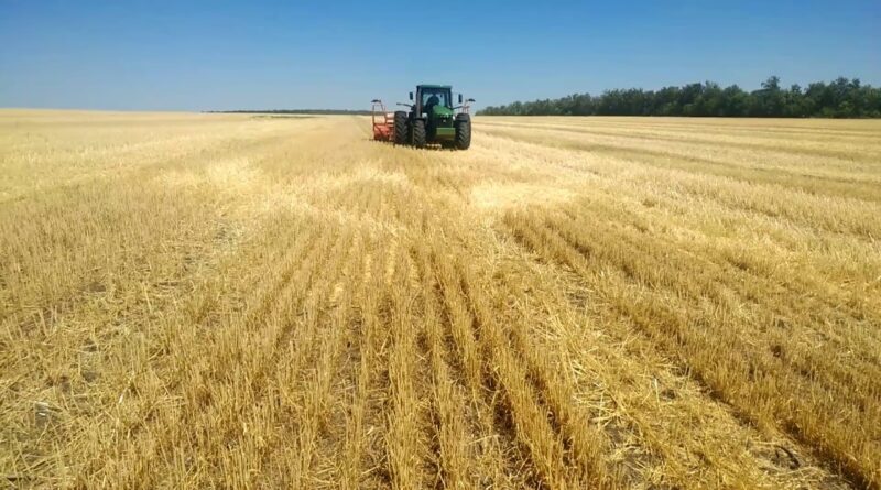 В 2021 году объем выращенной в Грузии пшеницы увеличился почти на 33%