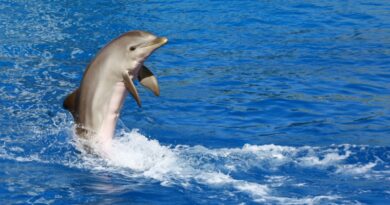USNI: Россия готовится к использованию дельфинов в военных целях