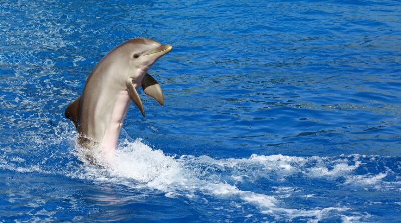USNI: Россия готовится к использованию дельфинов в военных целях