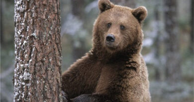 В Аджарии найден мужчина предположительно пострадавший при нападении медведя