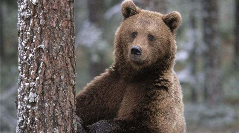 В Аджарии найден мужчина предположительно пострадавший при нападении медведя