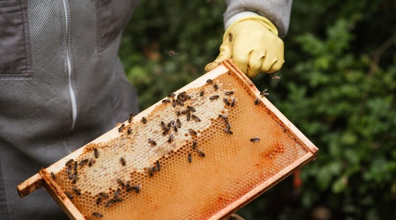 В Грузии пчеловодов обязали платить за размещение ульев в лесу