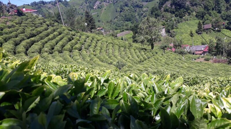 Сколько платят за сбор чая в Турции в этом году?