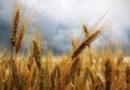 В Грузии запретили экспорт пшеницы и ячменя