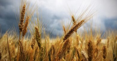 В Грузии запретили экспорт пшеницы и ячменя