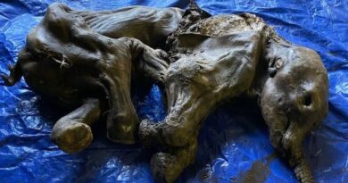 В Канаде нашли мамонтенка замороженного в вечной мерзлоте более 30 000 лет назад
