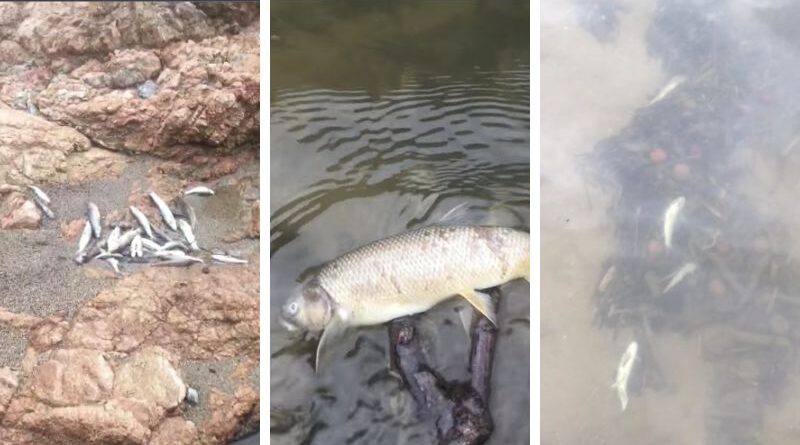 В одной из рек Грузии погибла рыба. Определен возможный источник загрязнения воды