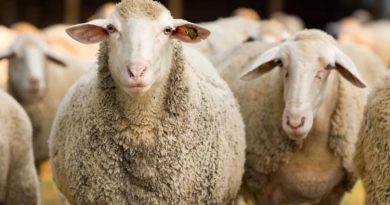 В российской Туве семьям мобилизованных раздают овец, муку и капусту
