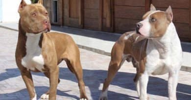 В Грузии могут запретить разведение собак бойцовых пород