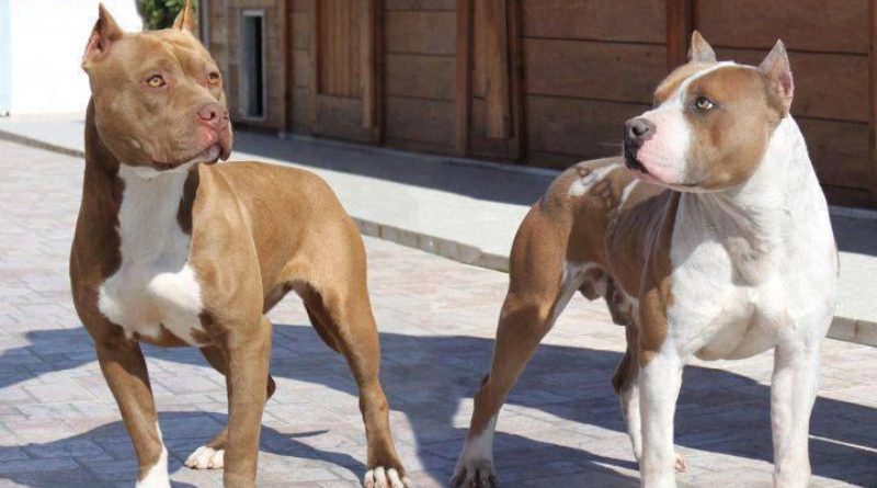 В Грузии могут запретить разведение собак бойцовых пород