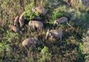 <strong>В провинции Юньнань работают специалисты, помогающие сохранению популяции диких слонов</strong>