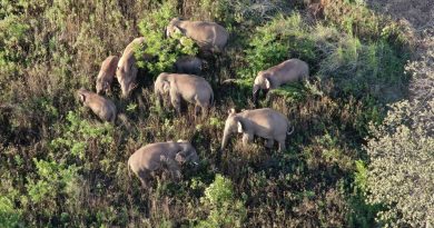 <strong>В провинции Юньнань работают специалисты, помогающие сохранению популяции диких слонов</strong>