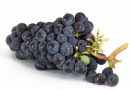 Виноград «вытаскивает» холестерин из организма — нутрициолог Строков