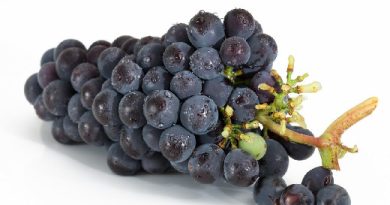 Виноград «вытаскивает» холестерин из организма - нутрициолог Строков