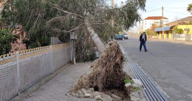 Сильный ветер нанес значительный ущерб в Самегрело
