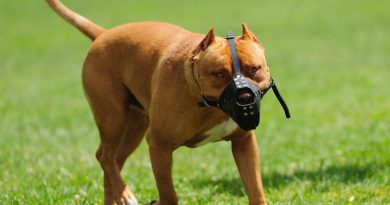 В Грузии увеличат штрафы за выгул собак без ошейника и поводка