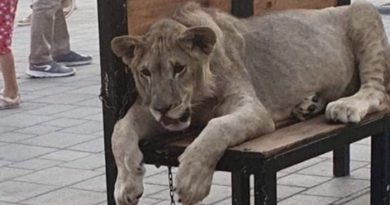 В Гагра туристам предлагали совместное фото с «оглушённой препаратами» львицей