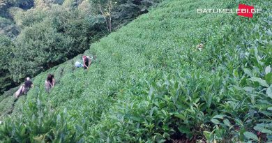 Сколько зарабатывают грузины на чайных плантациях Турции?