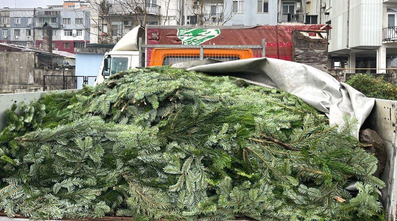 В Грузии выявили факты незаконной добычи и перевозки хвойных деревьев
