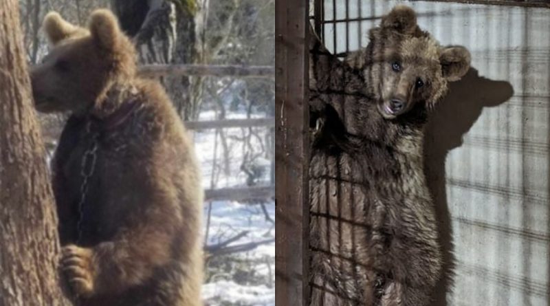 Медведя, которого приковали к дереву в лесу, лечат в Тбилисском зоопарке