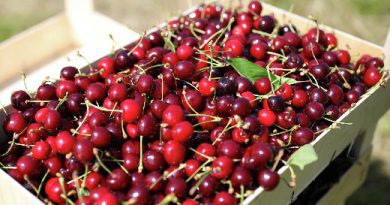 Черешня для сердца и вишня от воспалений: Специалисты рассказали о пользе ягод