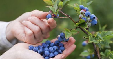 Уникальные свойства черники: новые открытия китайских ученых