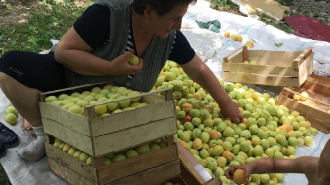 Экспорт сельскохозяйственной продукции из Армении Экспорт сельскохозяйственной продукции из Армении